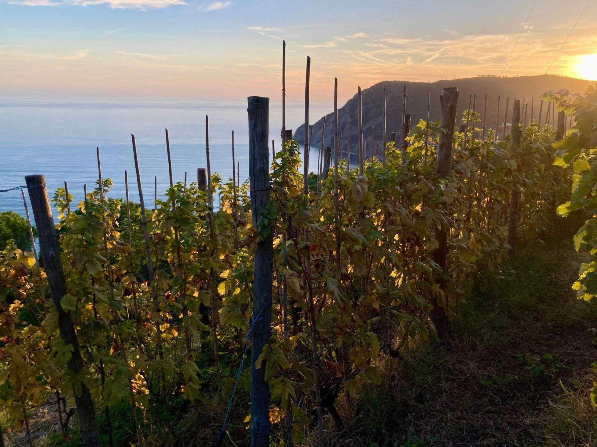 Villa Pietrafiore Monterosso al Mare Luaran gambar